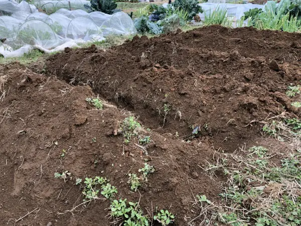 コストゼロの土壌消毒 寒おこしって何 やり方は そもそもやった方がいいの 家庭菜園1年目の教科書