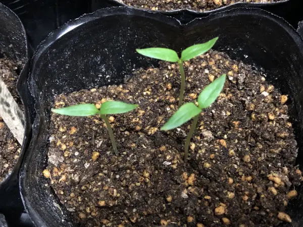 春夏野菜の育苗 種まきに必要な道具や手順を解説 家庭菜園初心者 中級者向け 家庭菜園1年目の教科書