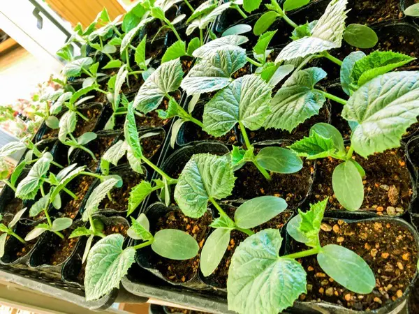 5月に植えることができる野菜一覧 夏野菜の植え付け時期到来 家庭菜園1年目の教科書