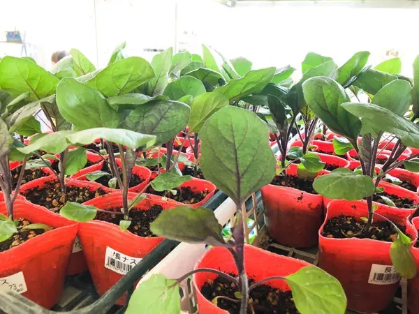 育苗した苗が大きくならない場合はどうする？【あきらめて苗を購入する